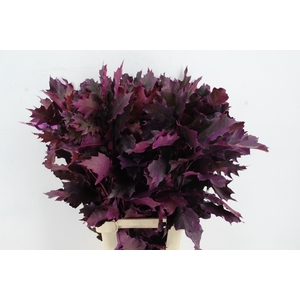 QUERC RUBRA 80CM ERICA