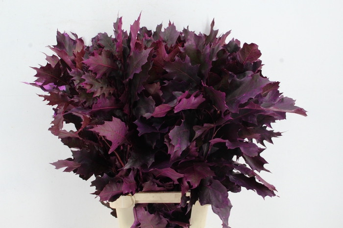 <h4>QUERC RUBRA 80CM ERICA</h4>