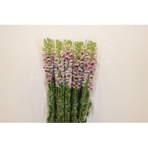 Antir Overig Bicolor