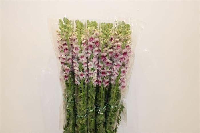 <h4>Antir Overig Bicolor</h4>