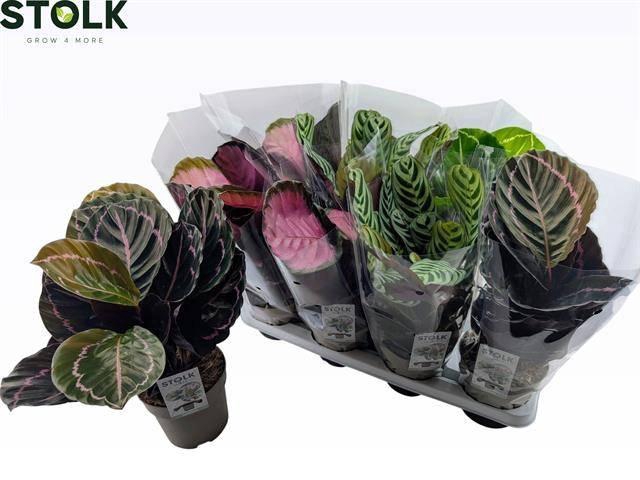 <h4>CALAT GEM 4 SRT</h4>