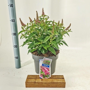 Buddleja Butterfly Candy Little Pin