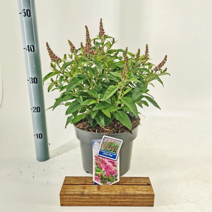 <h4>Buddleja Butterfly Candy Little Pin</h4>