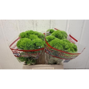 DI BARB TRIGREEN XL