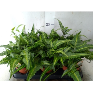 Arachniodes aristata 'Variegata'