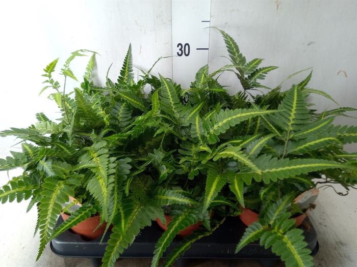 <h4>Arachniodes aristata 'Variegata'</h4>