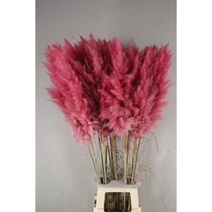 Df Pampas 115cm Dark Pink