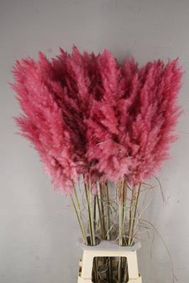 <h4>Df Pampas 115cm Dark Pink</h4>