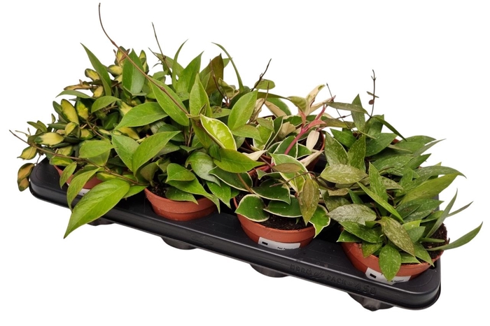 <h4>HOYA CARNOSA</h4>