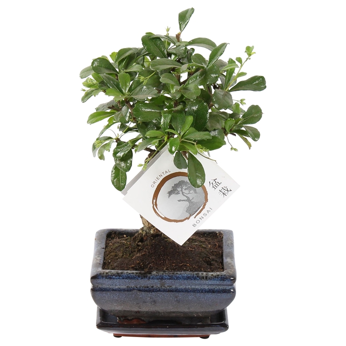 <h4>Bonsai Carmona Retusa Keramiek</h4>