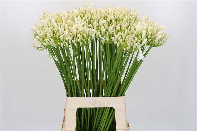<h4>AGAP EYFORI WHITE</h4>
