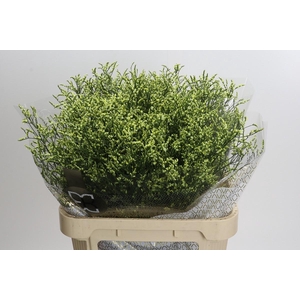 Limonium sinensis China Lemon