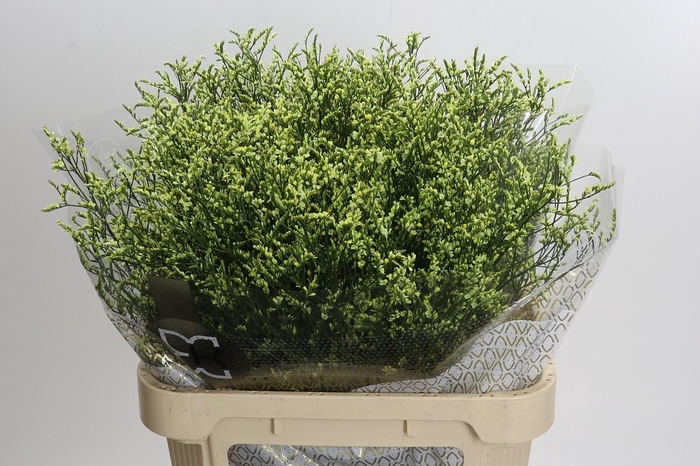 <h4>Limonium sinensis China Lemon</h4>
