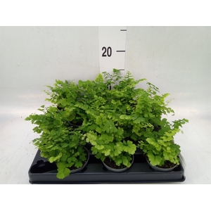 Adiantum raddi. 'Fritz-Luthi'