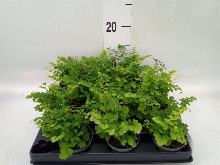 <h4>Adiantum raddi. 'Fritz-Luthi'</h4>