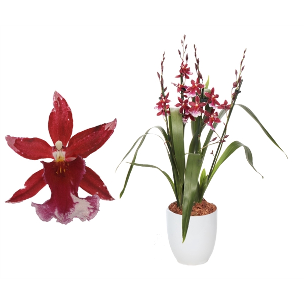 <h4>Cambria, Barrocco Red 3/4-tak 'Hugo Wit'</h4>