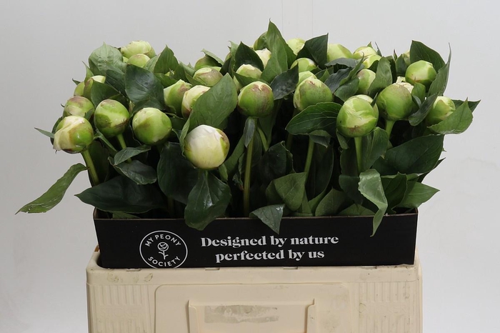 <h4>Paeonia Bridal Gown</h4>