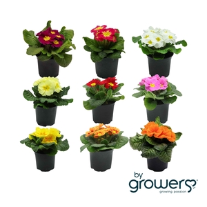 PRIMULA VULGARIS-HYBRID