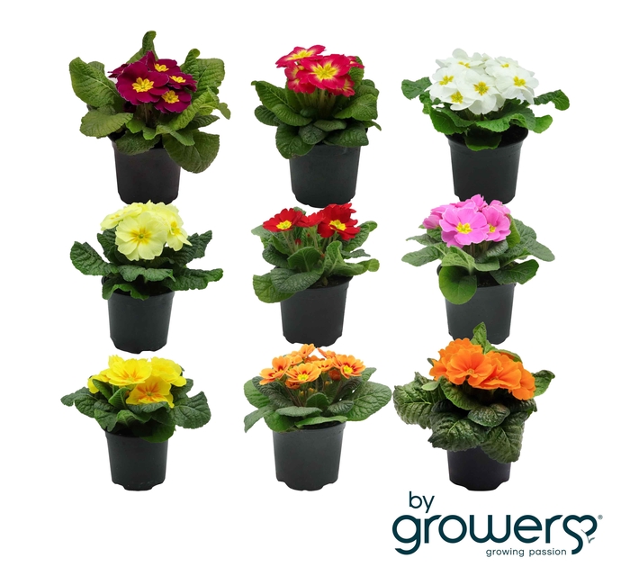 <h4>PRIMULA VULGARIS-HYBRID</h4>