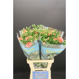 Ran Butterfly Eris 70cm