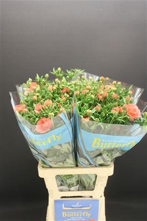 <h4>Ran Butterfly Eris 70cm</h4>