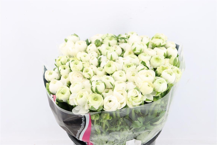 <h4>Ran Elegance White</h4>