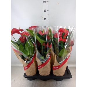 Anthurium andr. 'Red Bull'