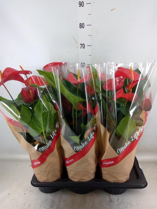 <h4>Anthurium andr. 'Red Bull'</h4>