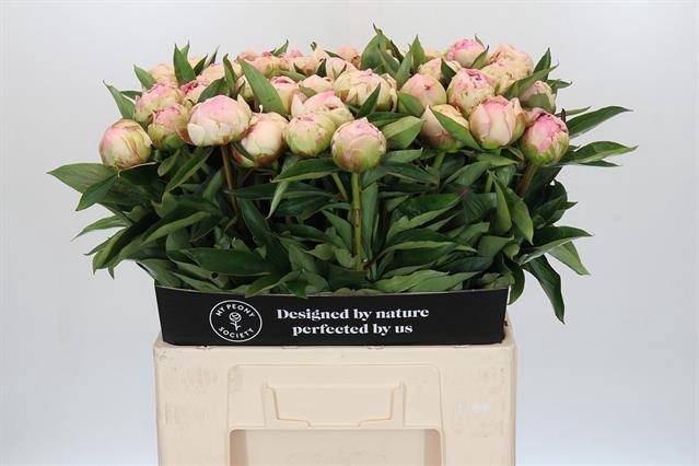 <h4>Paeonia pink giant</h4>