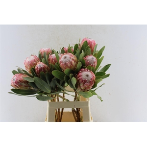 Protea Susara