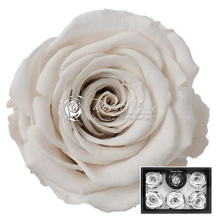 <h4>Pr 1 Whi04 Xl</h4>