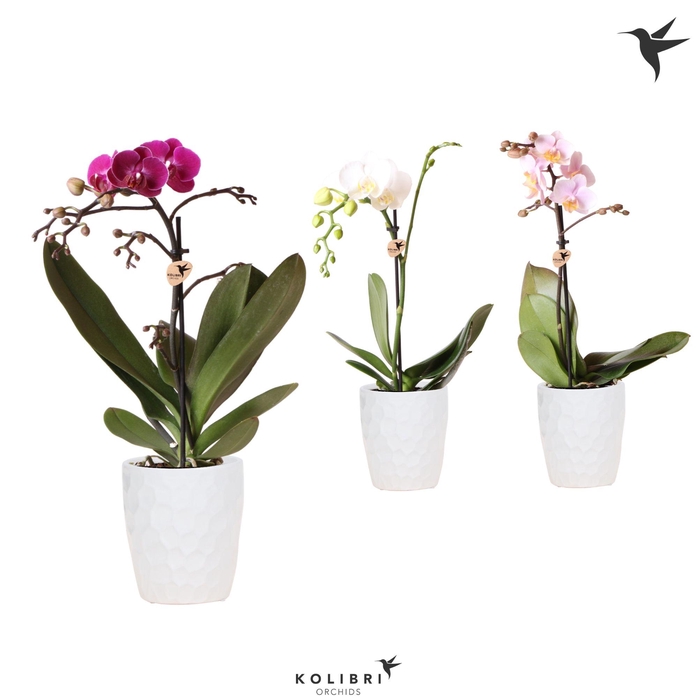 <h4>Phal Kolibri Gemengd 1 Tak Keramiek Honey</h4>