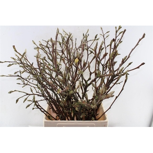 Magnolia Grandiflora Ex