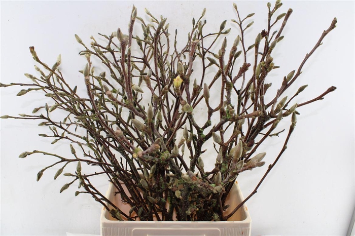 <h4>Magnolia Grandiflora Ex</h4>