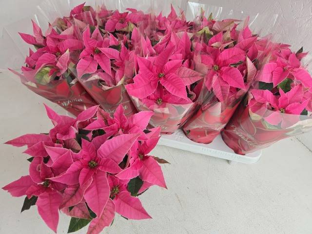 <h4>EUPHOR P PRI PINK</h4>