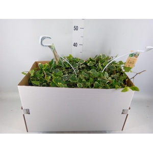 Hedera helix 'White Wonder'