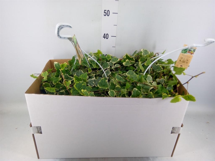 <h4>Hedera helix 'White Wonder'</h4>