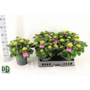 .Hydrangea macrophylla anda