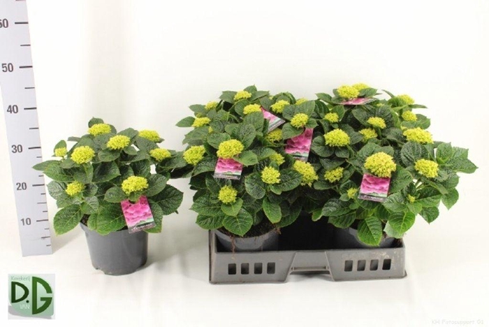 <h4>.Hydrangea macrophylla anda</h4>