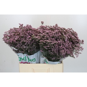 Limonium ov Safora Oshi Pink