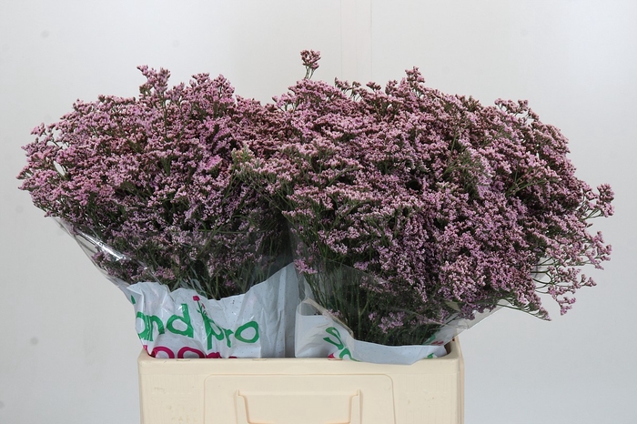 <h4>Limonium ov Safora Oshi Pink</h4>
