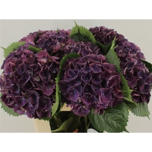 Hydr M Royal King 60 Cm