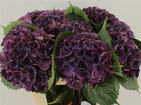<h4>Hydr M Royal King 60 Cm</h4>