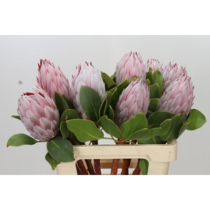 Protea Cynaroides