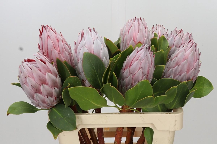<h4>Protea Cynaroides</h4>