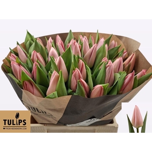 TU EN SALMON DESSERT