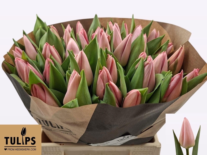 <h4>TU EN SALMON DESSERT</h4>