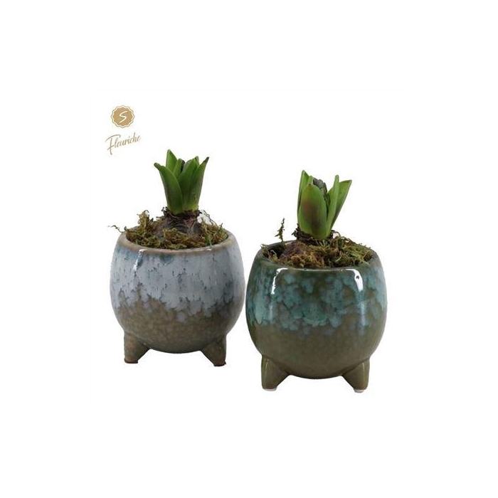 <h4>Hyacinth Mix 1910 Green Flavour 1pp</h4>