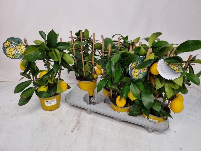 <h4>CITR MEYERI MEYER</h4>