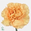 Dianthus St Reina Oro